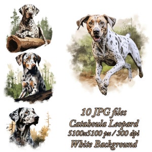 Pacote de clipart de leopardo Catahoula, design de sublimação de cachorro, pacote JPG de clipart aquarela Catahoula Leopard, pacote de sublimação de leopardo Catahoula