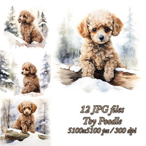 Pacote de clipart de poodle de brinquedo | Design de sublimação para cães | Clipart de aquarela de cachorro poodle de brinquedo JPG | Pacote de clipart de poodle toy de inverno