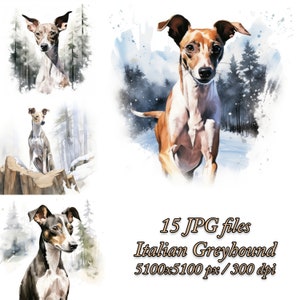 Pacchetto Clipart levriero italiano / Design sublimazione del cane / Clipart acquerello levriero italiano JPG / Levriero italiano in inverno JPG