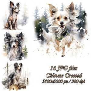 Pacchetto clipart crestato cinese / Design sublimazione del cane / Clipart acquerello cane crestato cinese JPG / Pacchetto clipart crestato cinese invernale