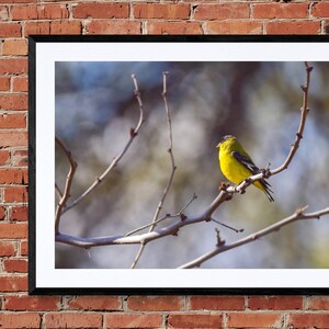 Fine Art Goldfinch (framed and download options)