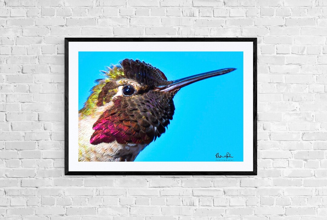 Fine Art Hummingbird framed and Digital Download Options Etsy