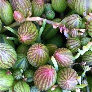 String of Watermelons 2&4”pots