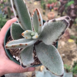 Kalanchoe Tomentosa Panda Succulent Plant