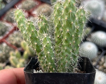 2” Cylindropuntia Cholla Cactus