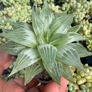 Haworthia Turgida