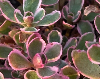 2” Sedum Spurium Tricolor - Live Plant - Stonecrop - Variegated Sedum