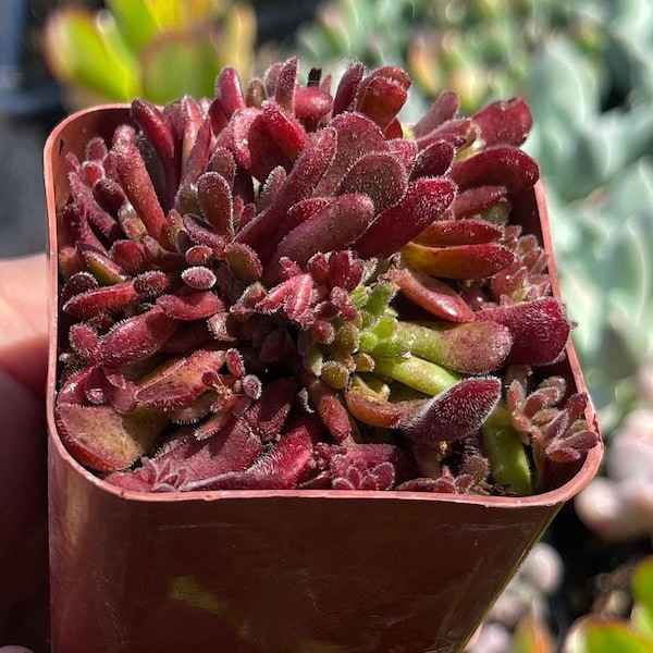 Crassula Pubescens Succulent
