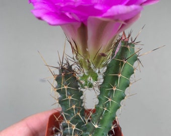 Echinocereus Pentalophus Cactus, Tucson Pink Flower Desert Plant, Cactus  Lady Finger Rooted Live Plant - Etsy