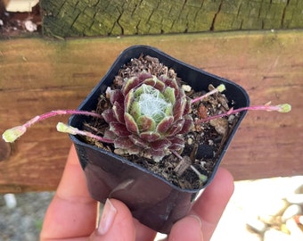 Sempervivum Arachnoideum Cebenese