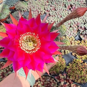 Echinopsis Oxygona Easter Lily Cactus