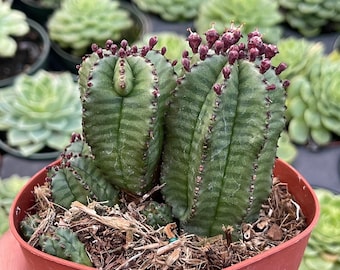 ■Zooo Plants 塊根まん3点セット3700 il_340x270.5836244193_kmho.jpg