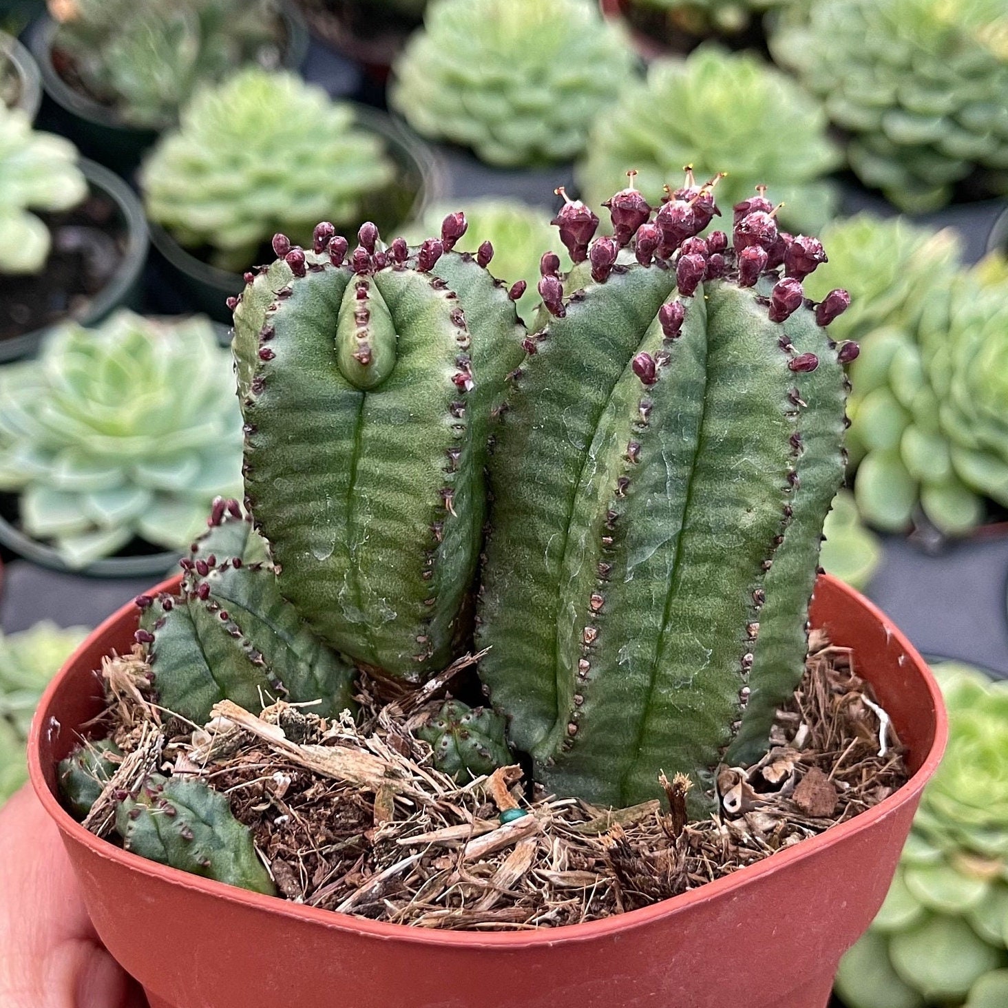 Euphorbia Anoplia - Tanzanian Zipper Plant - Etsy