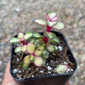 Portulacaria Variegata Succulent Plant