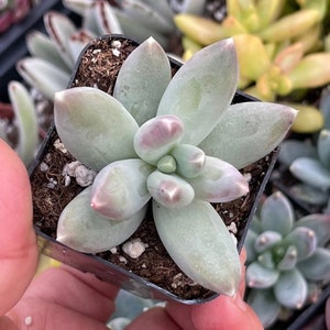 Pachyphytum &#39;hookerii&#39; - 4 “ pot