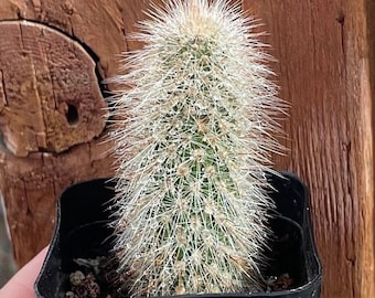 2” Cactiandexotica | Cleistocactus Strausii