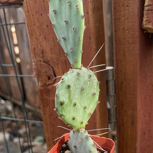 2 Opuntia Azurea image 2