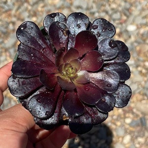 4” Aeonium Black Rose