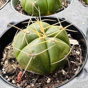4” Gymnocalycium Horstii