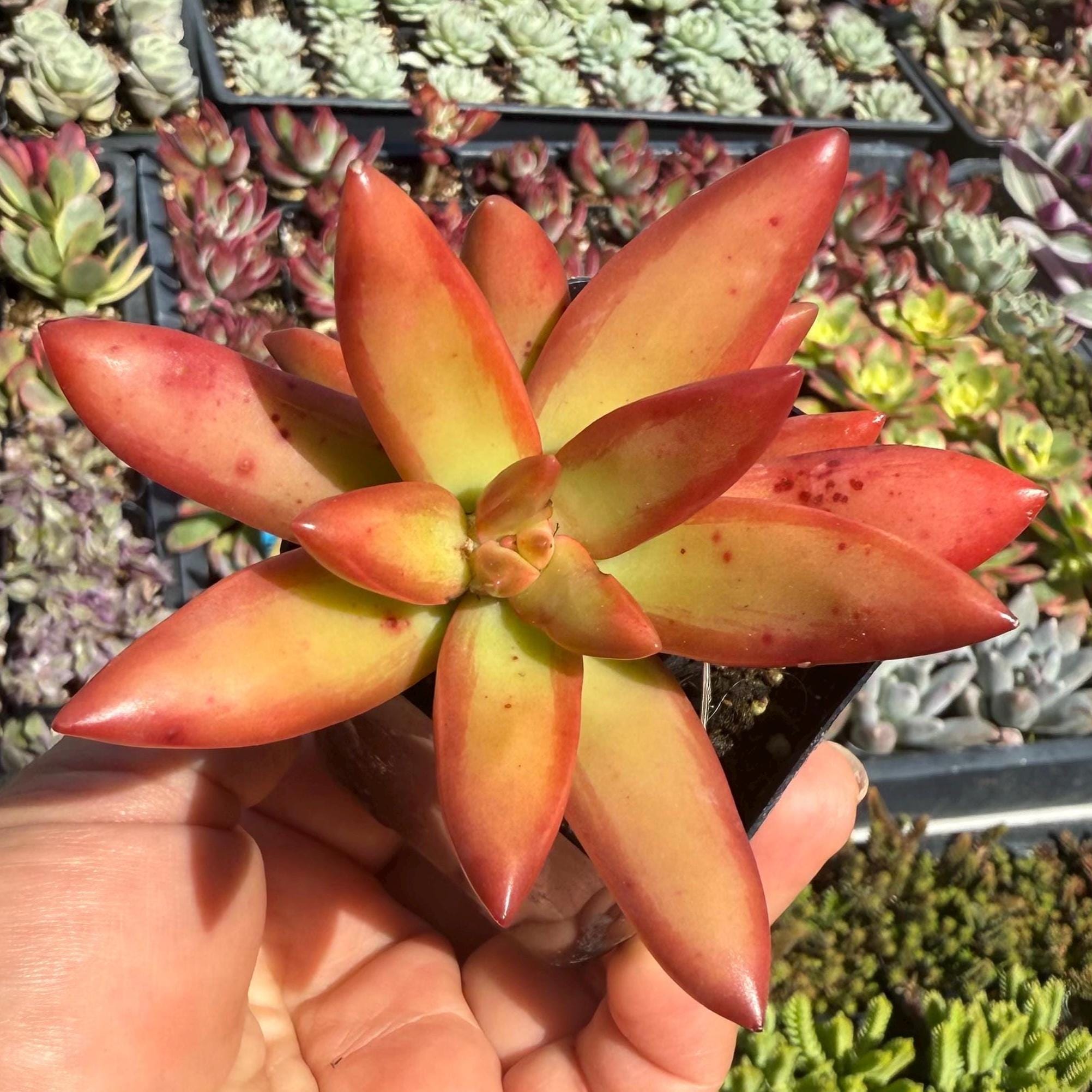 Sedum Adolphi Firestorm 2” & 4” Pots - Etsy