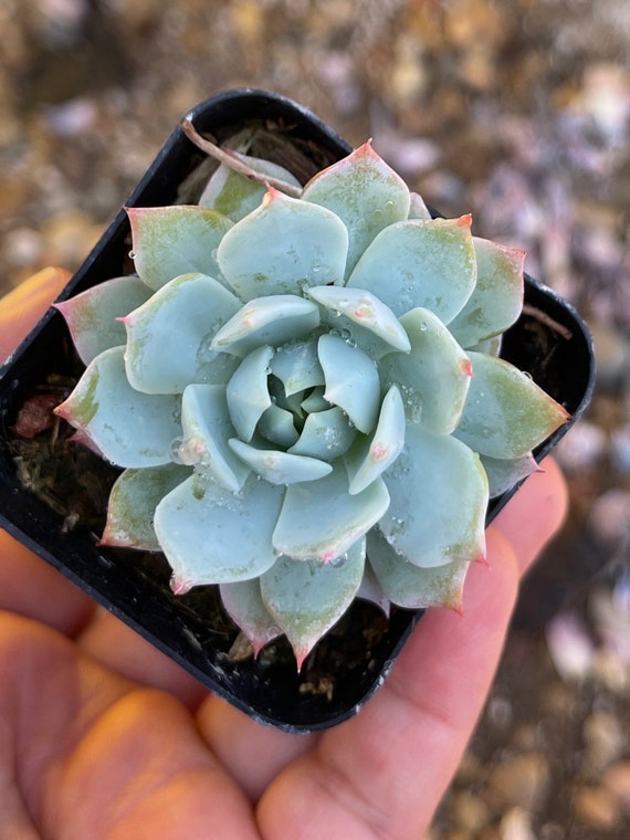 Echeveria Secunda Blue Mist. - Etsy
