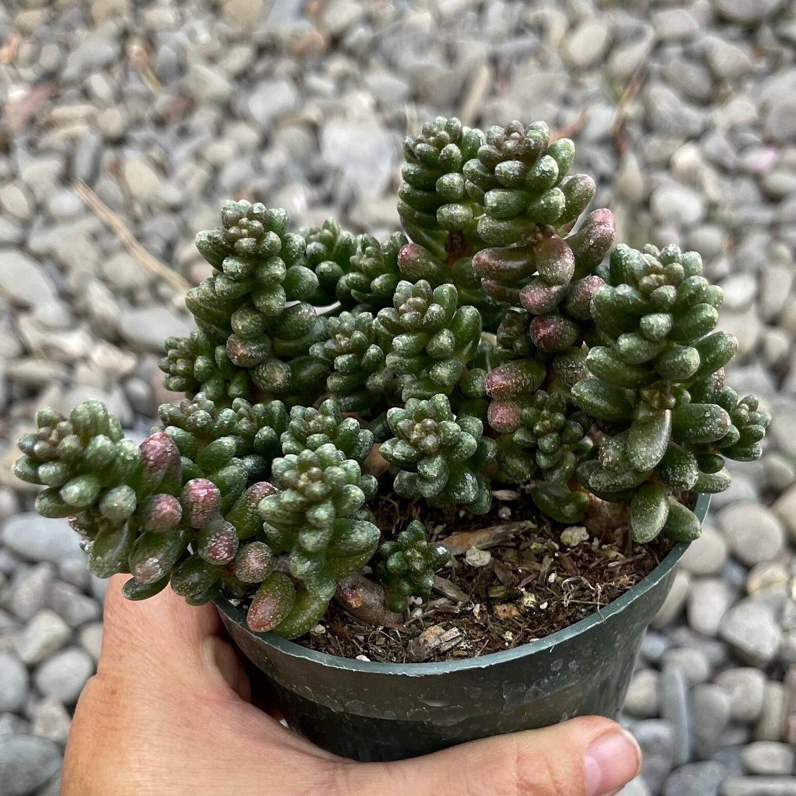 Rare Sedum Succulent Cluster 4” Pot | Live Succulent Plant