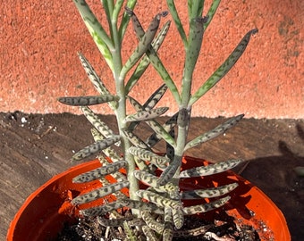 Alligator Mother Thousands Pregnant Kalanchoe Daigremontiana