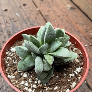 May include: A small succulent plant in a terracotta pot. The plant has thick, pale green leaves with a textured, frosted appearance. The pot sits on a weathered wooden surface, with soil and small white stones visible.