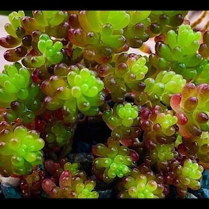 Full pots Vibrant colored Sedum Rubrotinctum ‘Mini me’