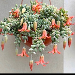 Cotyledon Pendens Cliff Hanger Rare Available in 2,4,6,8   inch pots