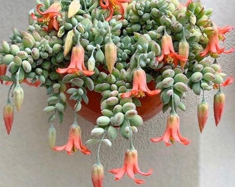 Cotyledon Pendens Cliff Hanger Rare Available in 2,4,6,8   inch pots