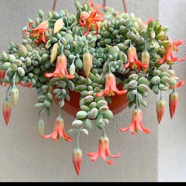 Cotyledon Pendens Cliff Hanger Rare