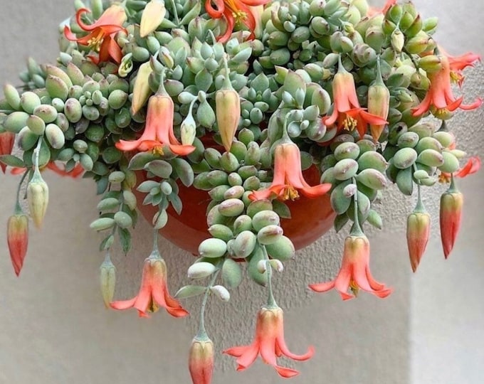 Cotyledon Pendens Cliff Hanger Rare
