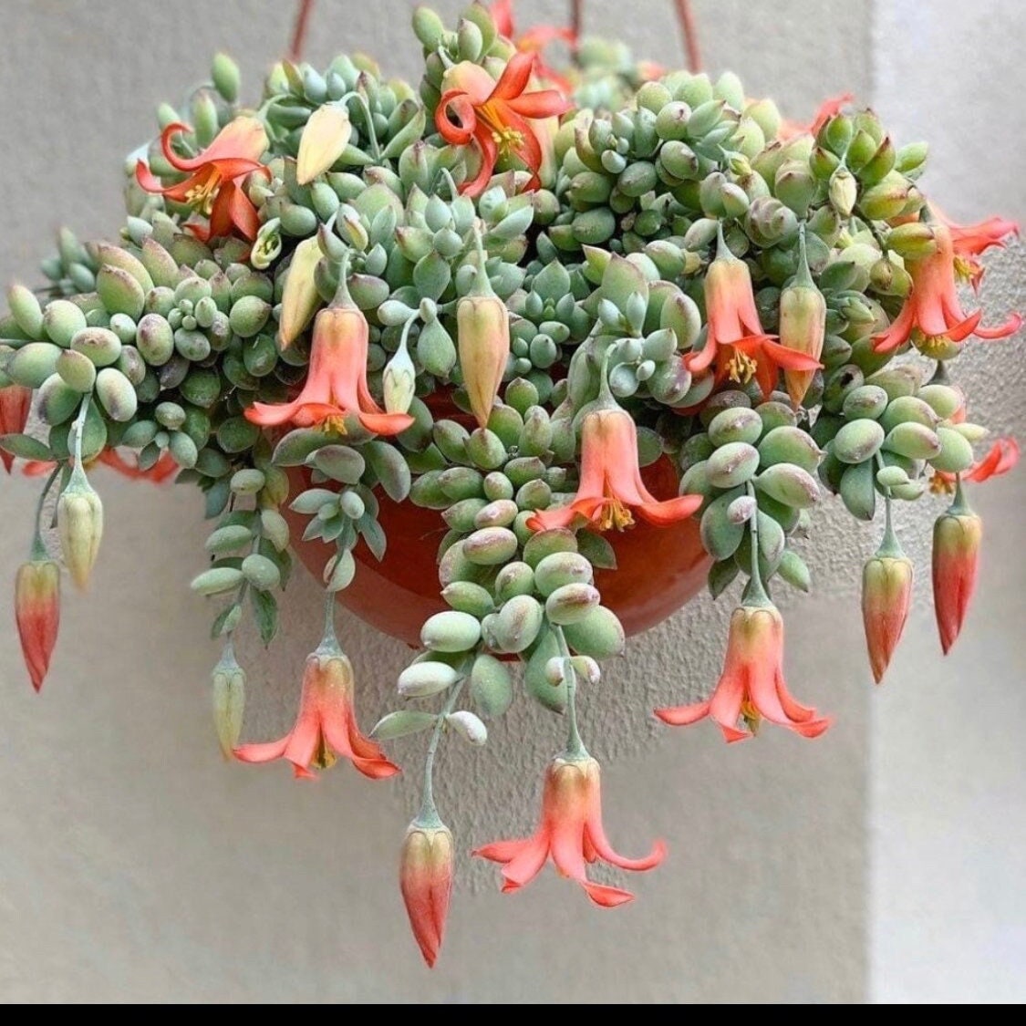 Cotyledon Pendens Cliff Hanger Raro Disponible en macetas de 2, 4, 6 y 8 pulgadas