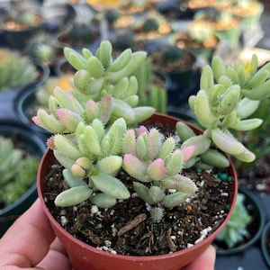 May include: A small potted succulent plant with green and pink leaves. The plant is in a brown plastic pot.