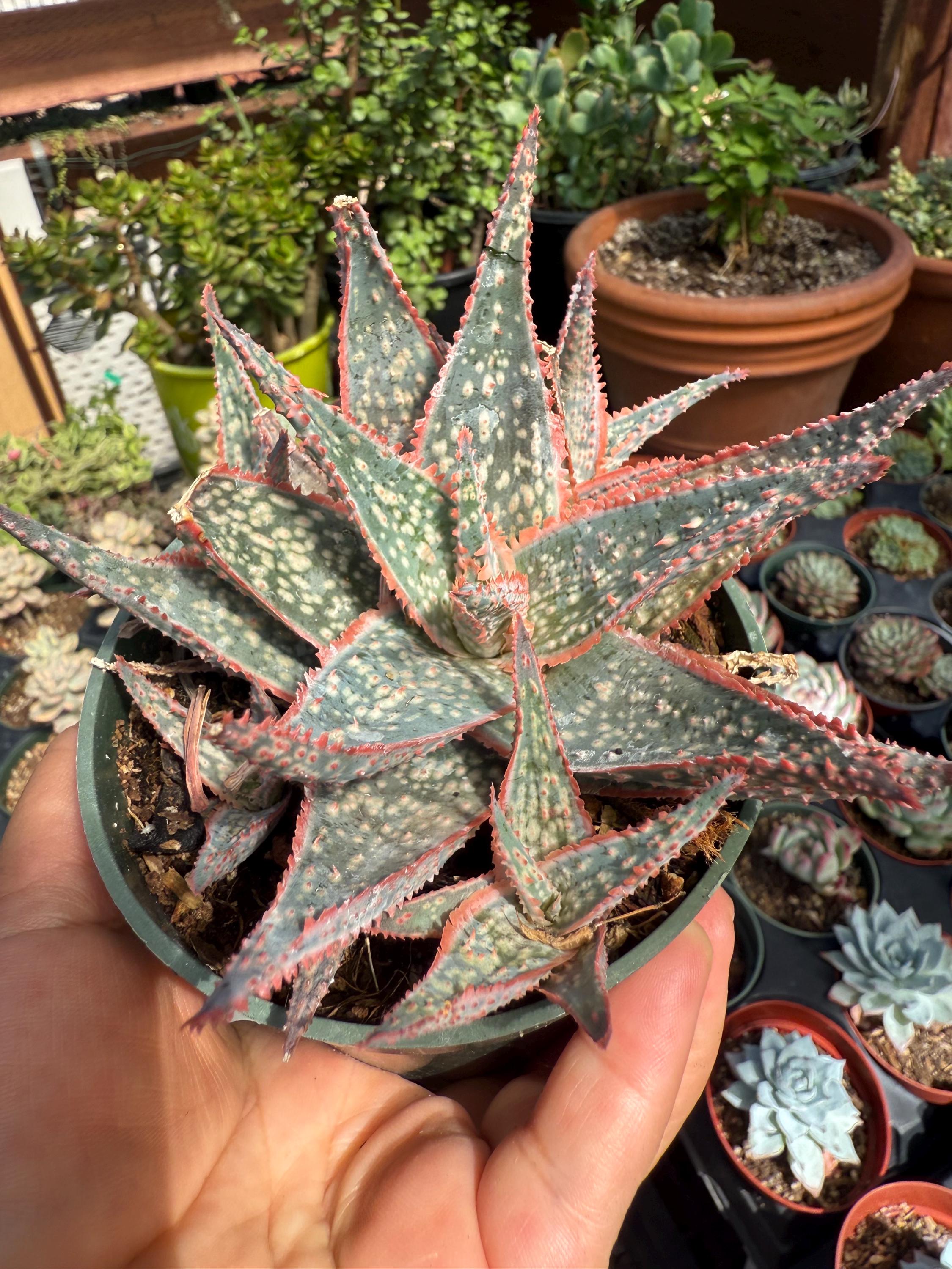 Aloe Bright Star Succulent Plant - Etsy