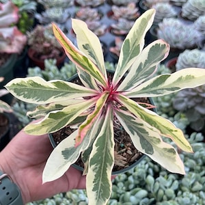 Variegated Euphorbia milii 'Fireworks' Succulent Plant afbeelding 2