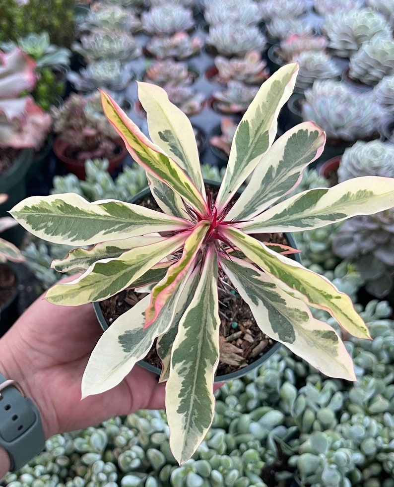 Variegated Euphorbia milii 'Fireworks' Succulent Plant afbeelding 2