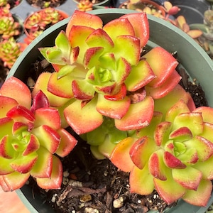 Sedeveria Letizia