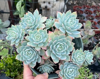 Echeveria Blue Enchantress – Rare Imported Succulent, Healthy Live