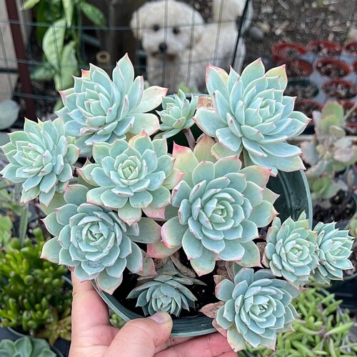 Echeveria Secunda Blue Mist. - Etsy