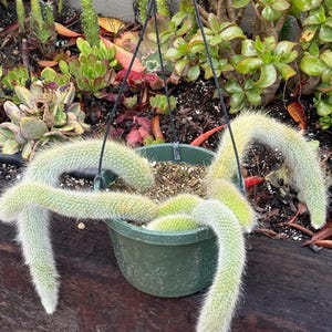 May include: A hanging green plastic pot filled with soil and a trailing cactus. The cactus has long, segmented stems covered in fine, white hairs. The pot is suspended by black wires, with various succulents in the background.