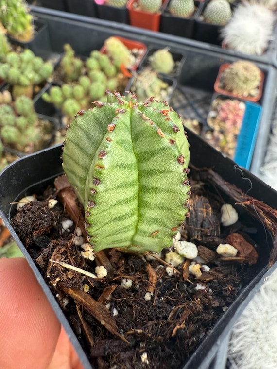 Euphorbia Anoplia - Tanzanian Zipper Plant - Etsy