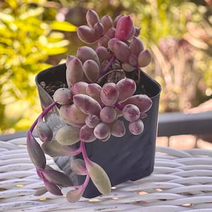May include: A small succulent plant with fleshy, purple-tinged leaves in a black plastic pot. The plant is on a white wicker surface.