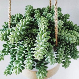 Sedum Morganianum Burro Donkey Tail Succulent Plant