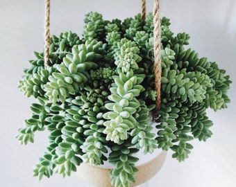 Sedum Morganianum Burro Donkey Tail Succulent Plant