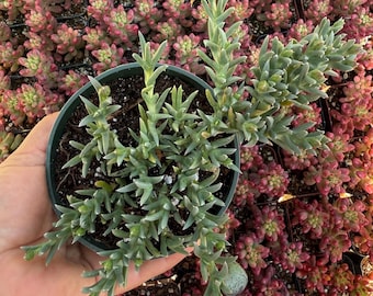 Ruschia pulvinaris 4”pot