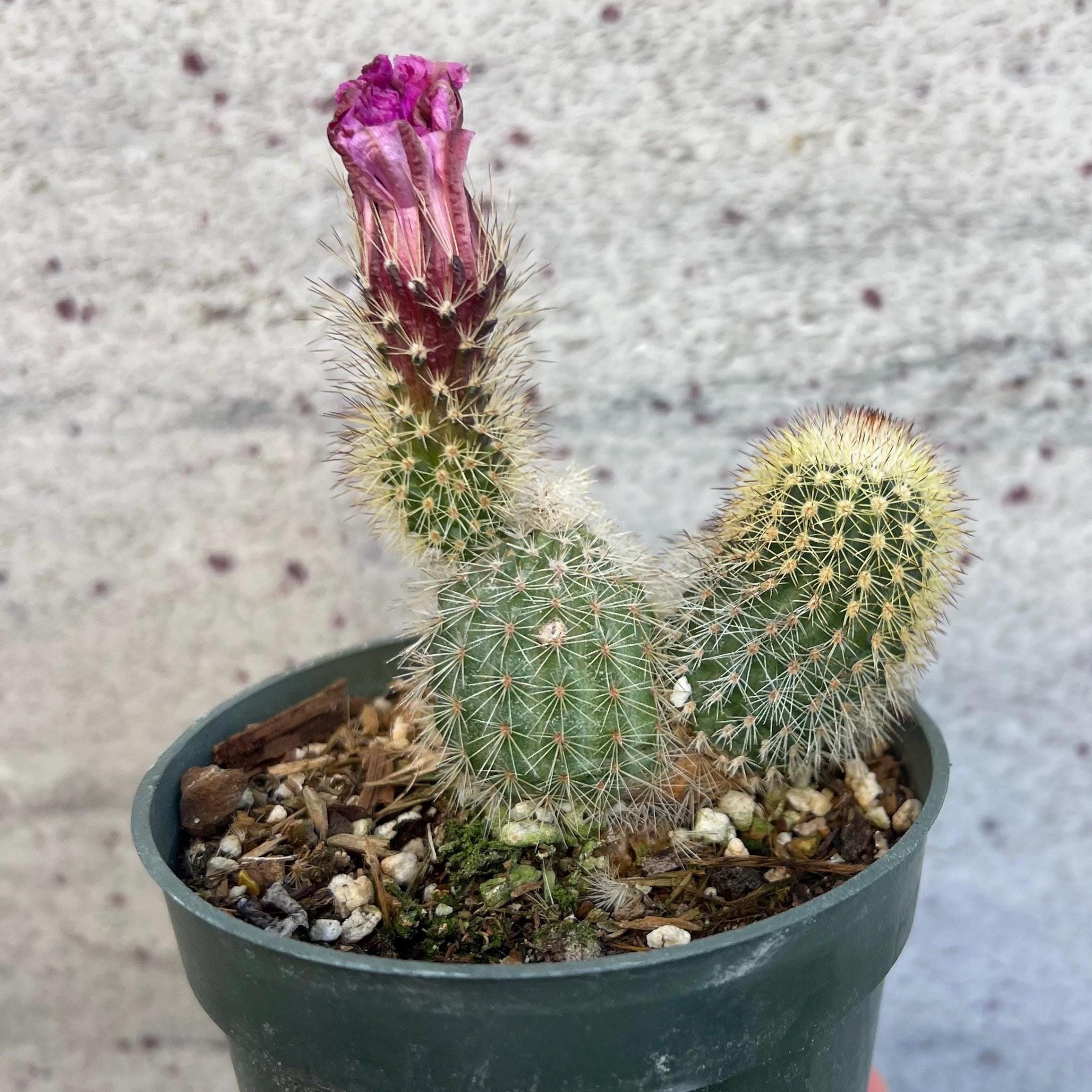 4” Lace Hedgehog Cactus - Etsy