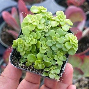 Sedum makinoi “Ogon”