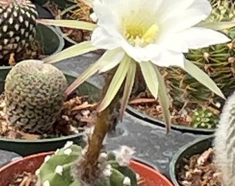 Echinopsis Oxygona Easter Lily Cactus